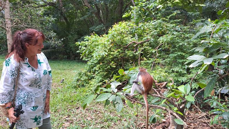 Šuma, endemski colobus majmuni, Zanzibar